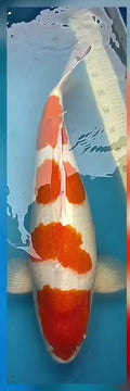Yondan Kohaku 65 cm