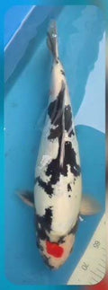 Doitsu Tancho Showa 56 cm