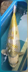 Kirin 82 cm