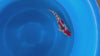 Doitsu Sanke koi (KOI-7262040) - KOI Center Venlo - video