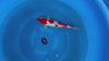 Doitsu Kohaku koi (KOI-7260535) - KOI Center Venlo - video