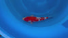 Ginrin Kohaku sandan koi (KOI-7260411) - KOI Center Venlo - video