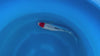 Tancho Showa koi (KOI-7260180) - KOI Center Venlo - video