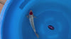 Ginrin Tancho Showa koi (KOI-7260959) - KOI Center Venlo - video