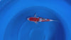Doitsu Sanke koi (KOI-7260361) - KOI Center Venlo - video