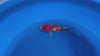 Doitsu Sanke koi (KOI-7261036) - KOI Center Venlo - video