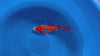Goshiki koi (KOI-7261107) - KOI Center Venlo - video
