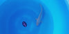 Ginrin Pearl Soragoi koi (KOI-7261043) - KOI Center Venlo - video