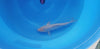 Ginrin Pearl Soragoi koi (KOI-7261656) - KOI Center Venlo - video