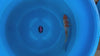 Ginrin Pearl Ochiba koi (KOI-7261375) - KOI Center Venlo - video