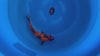 Ginrin Utsurimono koi (KOI-7260245) - KOI Center Venlo - video