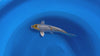 Ginrin Ki Ginga koi (KOI-7260303) - KOI Center Venlo - video