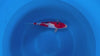 Doitsu Sanke koi (KOI-7261142) - KOI Center Venlo - video
