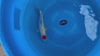 Tancho Showa koi (KOI-7260936) - KOI Center Venlo - video