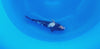 Shiro Utsuri koi (KOI-7262415) - KOI Center Venlo - video