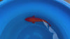 Ginrin Benigoi koi (KOI-7260564) - KOI Center Venlo - video