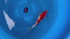 Ginrin Kohaku koi (KOI-7262129) - KOI Center Venlo - video
