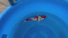 Budo Goromo koi (KOI-7263024) - KOI Center Venlo - video
