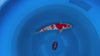 Maruten Doitsu Kohaku koi (KOI-7261571) - KOI Center Venlo - video