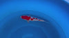 Ginrin Pearl Kohaku koi (KOI-7260117) - KOI Center Venlo - video