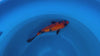 Ginrin Utsurimono koi (KOI-7260938) - KOI Center Venlo - video