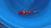 Ginrin Goshiki koi (KOI-7260770) - KOI Center Venlo - video