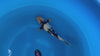 Ginrin Shiro Utsuri koi (KOI-7260945) - KOI Center Venlo - video