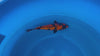 Ginrin Utsurimono koi (KOI-7260998) - KOI Center Venlo - video