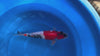 Yagoro - Nisai - Showa - KOI-7263044 video