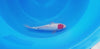 Ginrin Tancho koi (KOI-7261800) - KOI Center Venlo - video