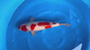 Yagoro - Nisai - Kohaku - KOI-7260218 video