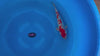 Ginrin Goshiki koi (KOI-7260834) - KOI Center Venlo - video