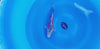 Shusui koi (KOI-7261071) - KOI Center Venlo - video
