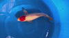 Yagoro - Nisai - Tancho Kohaku - KOI-7260328 video