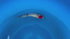 Ginrin Tancho koi (KOI-7262927) - KOI Center Venlo - video
