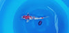 Showa koi (KOI-7262107) - KOI Center Venlo - video
