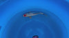 Tancho Showa koi (KOI-7261323) - KOI Center Venlo - video