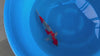 Goshiki koi (KOI-7260860) - KOI Center Venlo - video