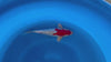 Yamatonishiki koi (KOI-7262966) - KOI Center Venlo - video