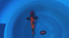 Ginrin Utsurimono koi (KOI-7262916) - KOI Center Venlo - video