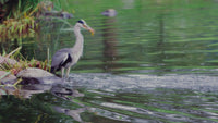 Velda Heron Stop Spinner - draaiende reigerverjager op wind - Video NL - Velda - Heron Stop Spinner - commercieel - breedbeeld 1920x1080 h264 [velda-src:9d87b0242bad], video miniatuur