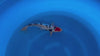 Doitsu Sanke koi (KOI-7262736) - KOI Center Venlo - video