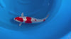 Kase - Nisai - Kikusui - KOI-7261837 video