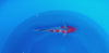 Ginrin Doitsu Goshiki koi (KOI-7262689) - KOI Center Venlo - video