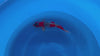 Goshiki koi (KOI-7262410) - KOI Center Venlo - video