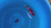 Ginrin Goshiki koi (KOI-7260946) - KOI Center Venlo - video