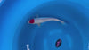 Tancho koi (KOI-7260307) - KOI Center Venlo - video