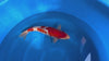 Yagoro - Nisai - Ginrin Kohaku - KOI-7263050 video