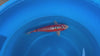 Doitsu Shusui koi (KOI-7262836) - KOI Center Venlo - video