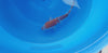Ginrin Pearl Ochiba koi (KOI-7261114) - KOI Center Venlo - video